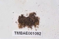 藏品(澤苔屬)的圖片